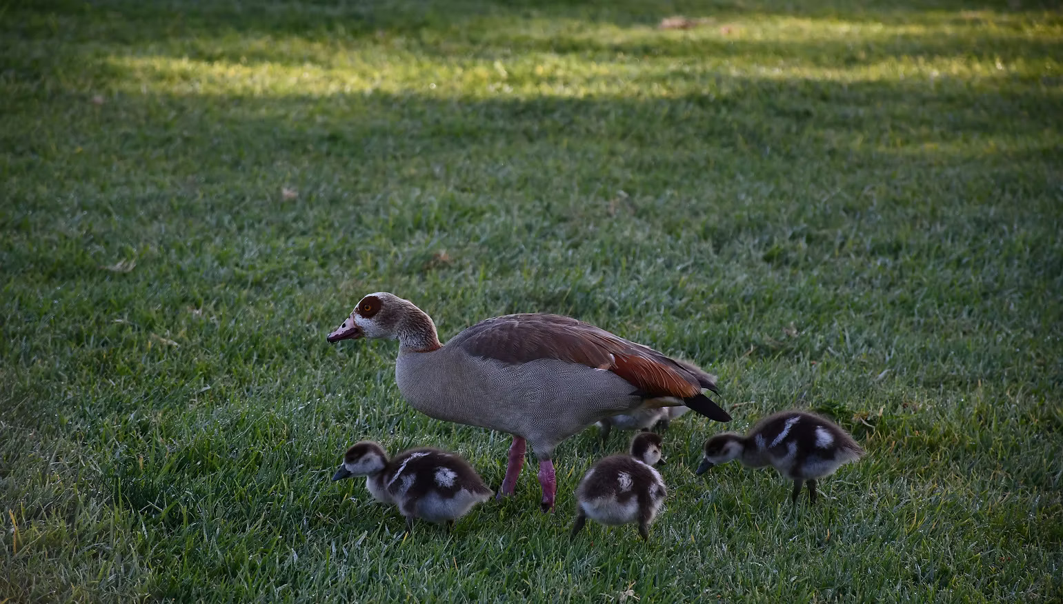 An adult duck with brown and white plumage is walking on green grass, accompanied by three fluffy ducklings.