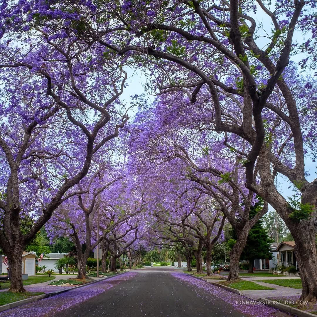 Tree-lined street with arching jacarandas in full bloom, casting a canopy of purple flowers.